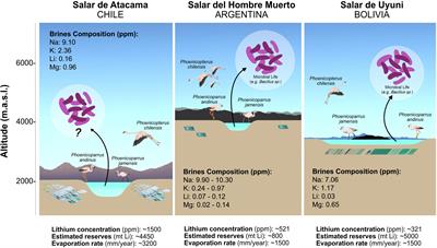 Insights Into the Microbiology of the Chaotropic Brines of Salar de Atacama, Chile